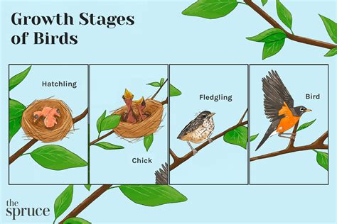 Stages Of A Baby Bird Growth And Maturity