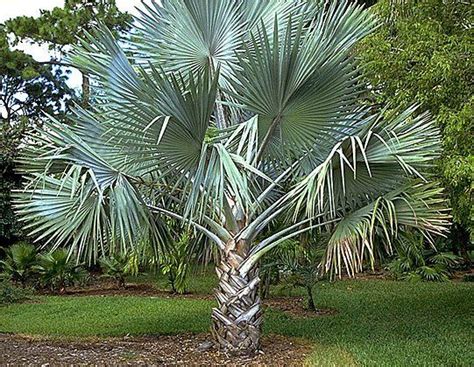 Japanese Fan Palm Florida Trees Florida Palm Trees Palm Tree Types