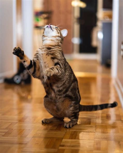 60 Cats That Have To Dance Dancing Cat Cat Pics Cat Lovers