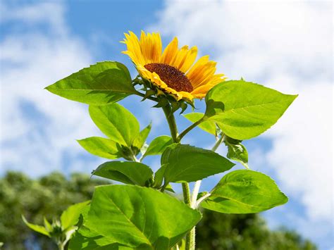 How To Grow And Care For Sunflowers Love The Garden