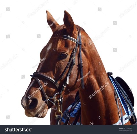 Chestnut Racehorse Isolated With Clipping Path Stock Photo 12322345