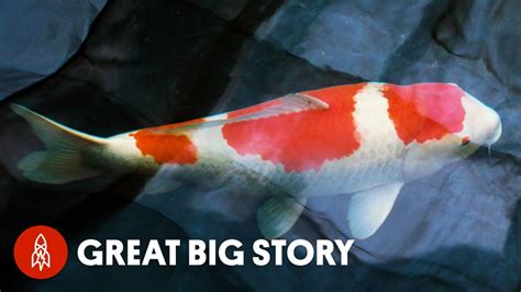 Japan’s King of Carp Breeds Million Dollar Koi Fish - Moldy Chum