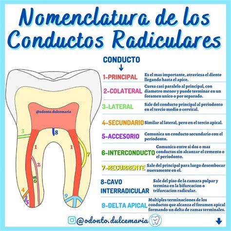 Nomenclatura De Los Conductos Radiculares Odontología Anatomía