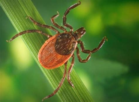 Lyme Disease A Refresher