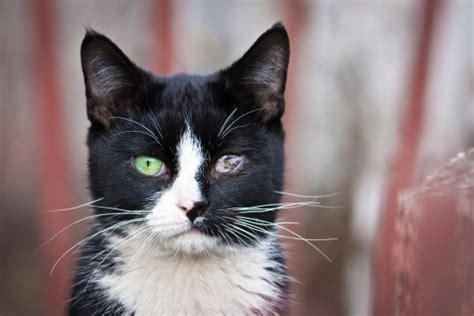 Sick Cat With Eye Disease Stock Photo Download Image Now Istock