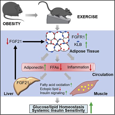 Exercise Alleviates Obesity Induced Metabolic Dysfunction Via Enhancing