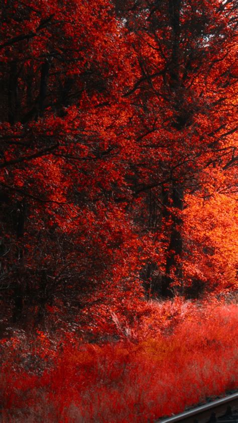 Railway Between Red Blossom Autumn Forest 4k Hd Nature Wallpapers Hd