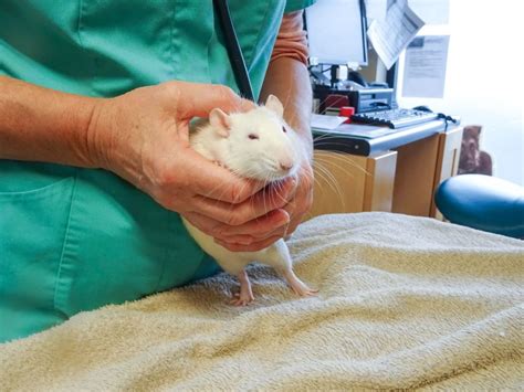 The Many Joys Of Owning A Pet Rat Dupont Veterinary Clinic