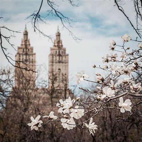 Springtime In Nyc Magnolias Central Park Spring In New York