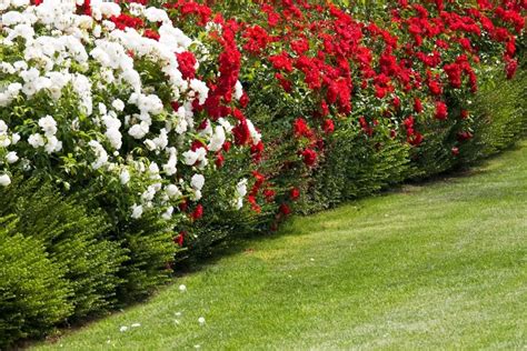 13 Attractive Ideas For Landscaping With Roses