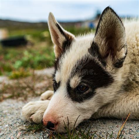 Greenland Dog A Husky Sled Dog Puppy In Ilulissat Greenland Stock