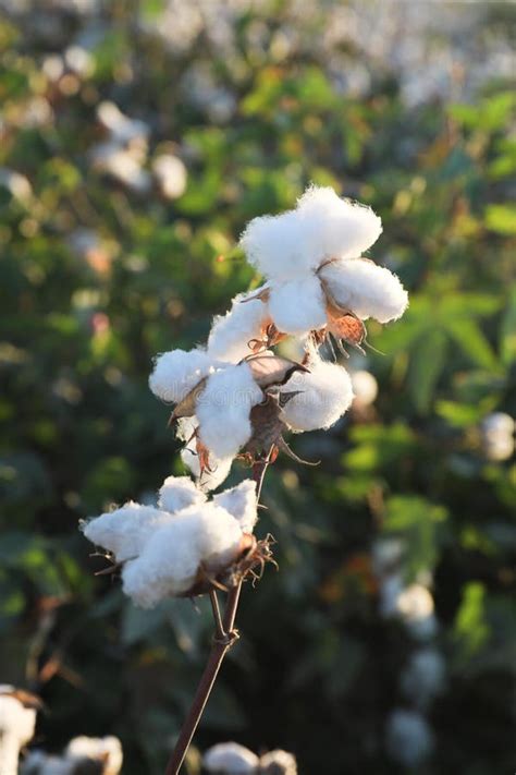 Close Up View Of A Cotton Plant Ready To Harvest In A Cotton Field