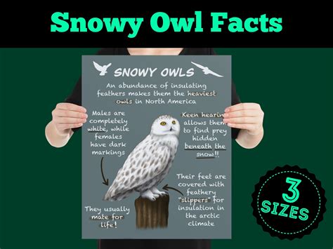 White Snowy Owls Educational Poster Fun Wildlife Facts For Etsy
