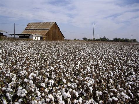 How To Farming Cotton Farming Mania