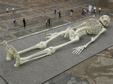 Giant Skeleton Calamita Pic On Design You Trust Skeleton Pics Human