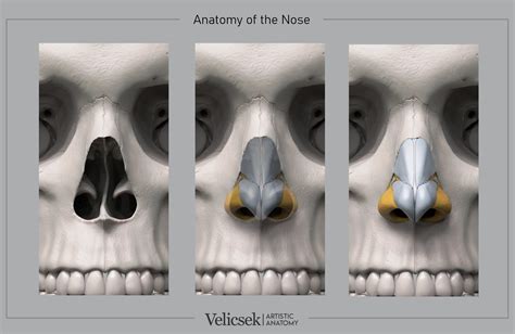 Gusztav Velicsek Exploring The Art Of Nasal Anatomy