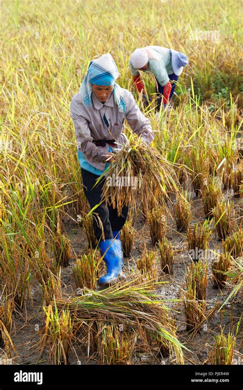 Harvesting Rice By Hand Hi Res Stock Photography And Images Alamy