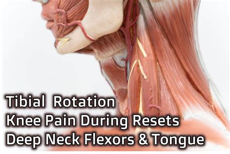 Tibial Rotation Knee Pain During Resets Deep Neck Flexors And Tongue