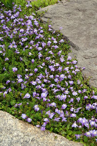 16 Fast Growing Ground Cover Plants To Transform Your Yard