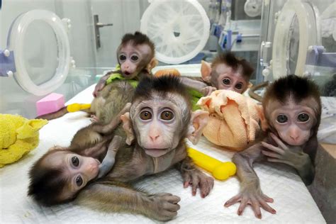 Chinese Scientists Added Human Brain Genes To Monkeys Vox