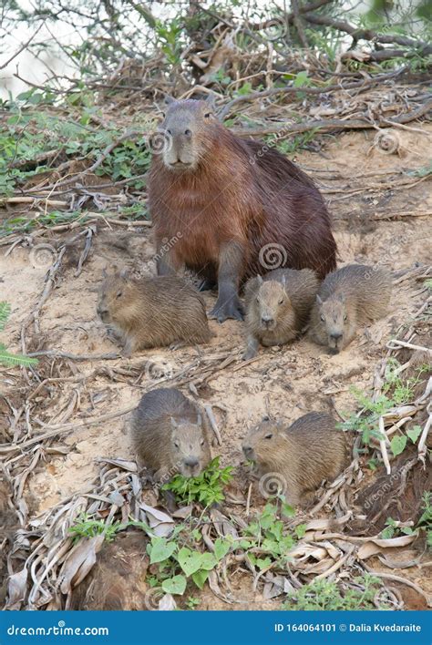 Close Up Of Capybara Mother With Five Babies Stock Image Image Of