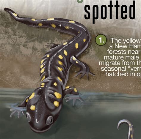 Tiger Salamander Life Cycle