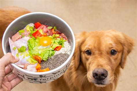 Alimentación Natural Para Perros Y Gatos Mascotas