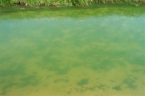 Pebbles can create the best kinds of habitats for all kinds of fish, by giving them places to hide and rest. Red, Green and Brown: What's in the Water? | Government of ...
