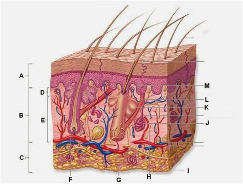 Select from premium human skin of the highest quality. Blank Skin Diagram | Anatomy Picture Reference and Health News