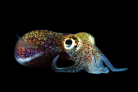 The Hawaiian Bobtail Squid And Its Crazy Tricks Featured Creature