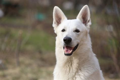Are White Swiss Shepherd Dog Aggressive