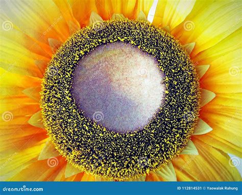 Close Up Sunflower Pollen Stock Image Image Of Pollen 112814531