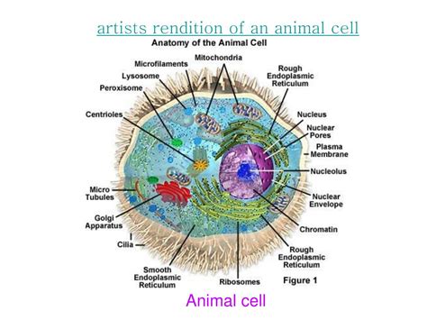 Ppt Cell Structure Function Powerpoint Presentation Free Download D