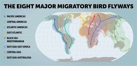 Why Is Bird Migration Important Birda