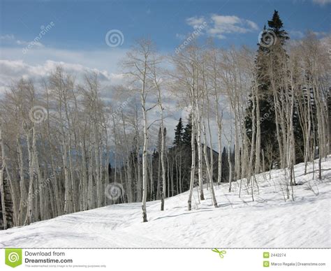 Aspen Trees In Winter Stock Images Image 2442274
