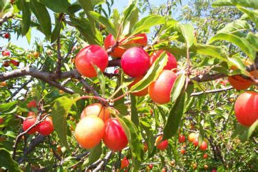 Flatwoods plum trees produce a heavy crop every 3 to 4 years. ts Fruit Rose