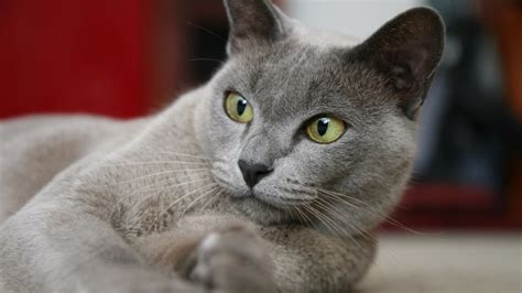 The american burmese and the british burmese (and are not to be confused with sacred cat of burma, in respect of which, see birman). The Burmese Cat | Cat Breed Information | The Dutiful Cat
