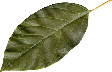 Bay Leaf Png 20 Free Cliparts Download Images On Clipground 2024