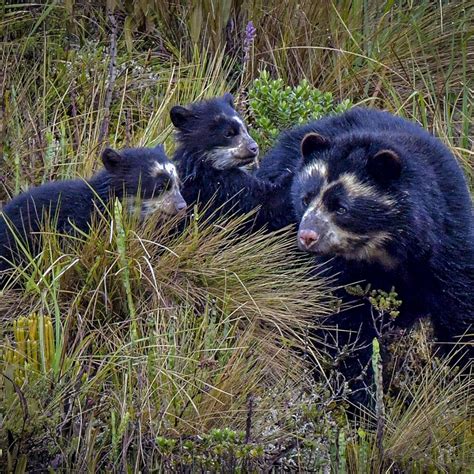 Chakana Reserve Andean Condor Spectacled Bear Tour
