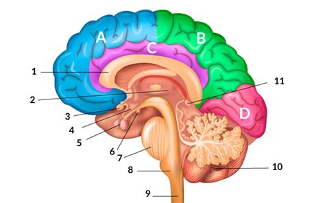 Sobre El Cerebro Humano Cognifit