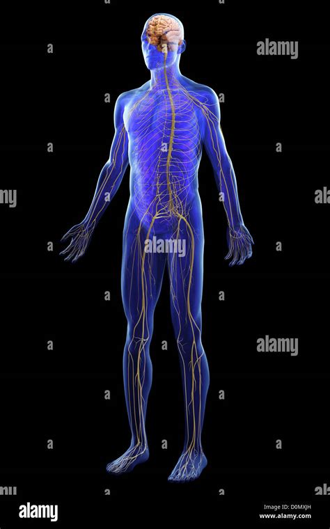 Human Nervous System Hi Res Stock Photography And Images Alamy