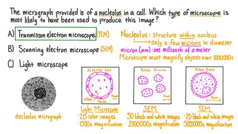 Transmission Electron Microscope Cells