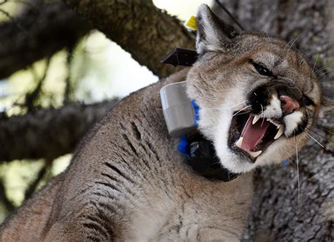 Washington Wildlife Managers Approve More Liberal Cougar Hunting Rules