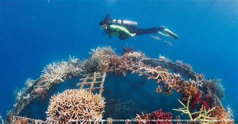 A Hope For The Reefs Coral Reef Restoration Projects In Sea Aisat