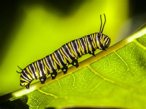 Monarch Butterfly Caterpillar Smithsonian Photo Contest Smithsonian