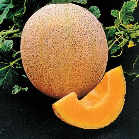 Hales Best Organic Melon Cantaloupe Seeds Park Seed