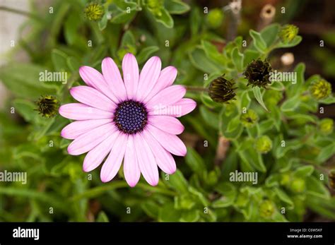 Veldt Purple Daisy With In Bloom Stock Photo Alamy