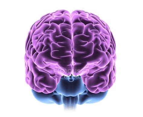 Healthy Human Brain — Internal Organ Computer Stock Photo 160563330