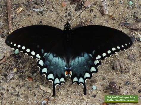 Spicebush Swallowtail Butterfly Black Colored Swallowtail Butterfly