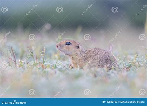 Cute European Ground Squirrel Standing And Watching On A Field Of Green